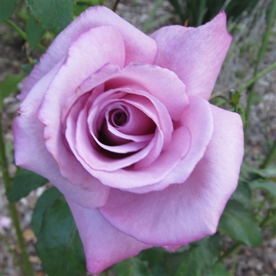 Mauve Fragrant Plum rose plants
