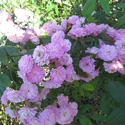 Pink Gartendirektor Otto Linne rose Plants.