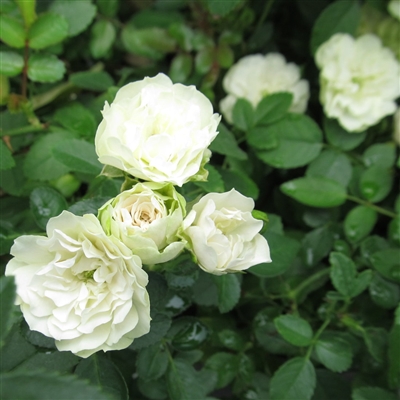 White blend Green Ice Rose Plants