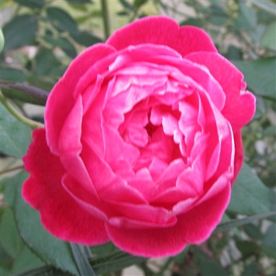 Louis Philippe Rose (Heirloom Florida Cracker Rose) - Rosaceae – Wellspring  Gardens