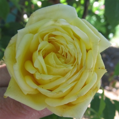 Eldorado [Land of Gold). Of free flowering habit and fragrance, in color it  is of the golden yellow that is peculiar to the climbing Rose Marechal  Neil. Elegante. Long sulphiir yeUow