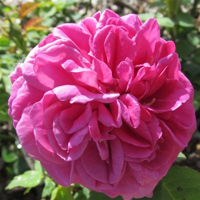 Medium Pink Souvenir du President Lincoln rose plants.