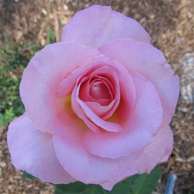 Tiffany Hybrid Tea Rose